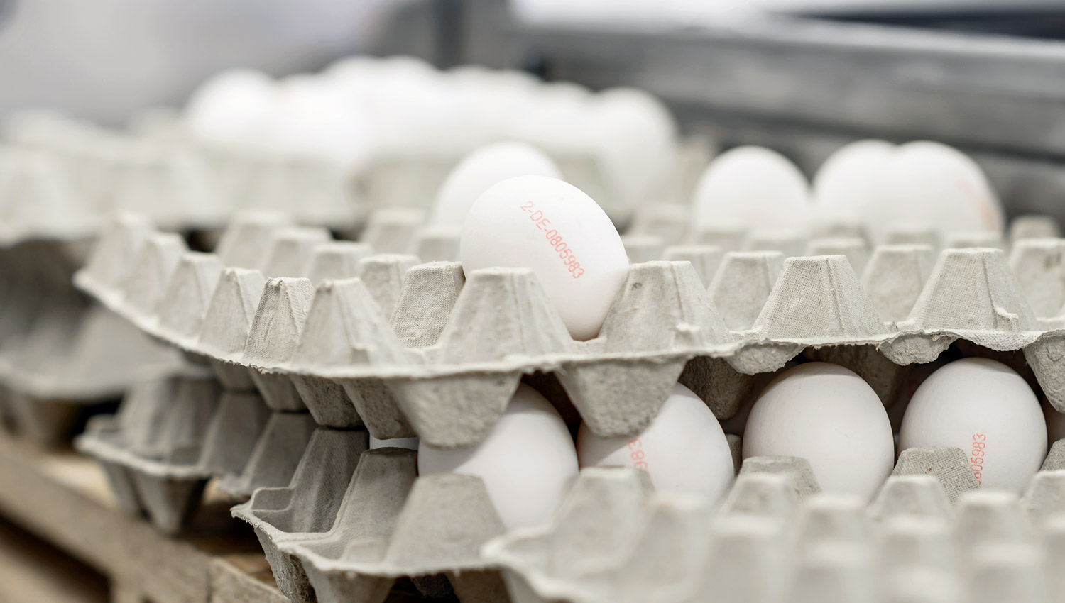 Funck Eier: Frische Eier vom Unterbiegelhof